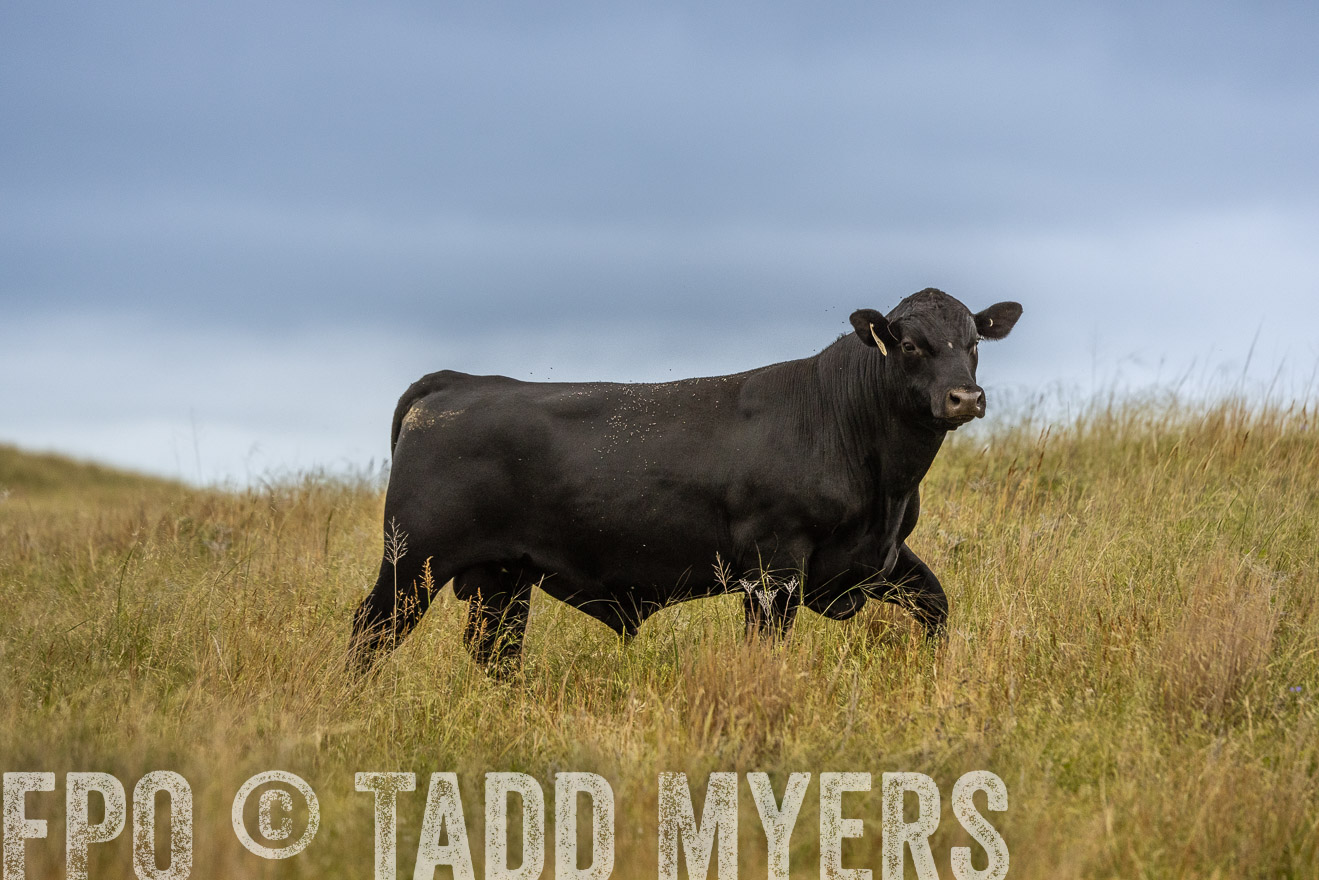 TMyers_PP_MilldaleRanch_Nebraska_June2024-524068