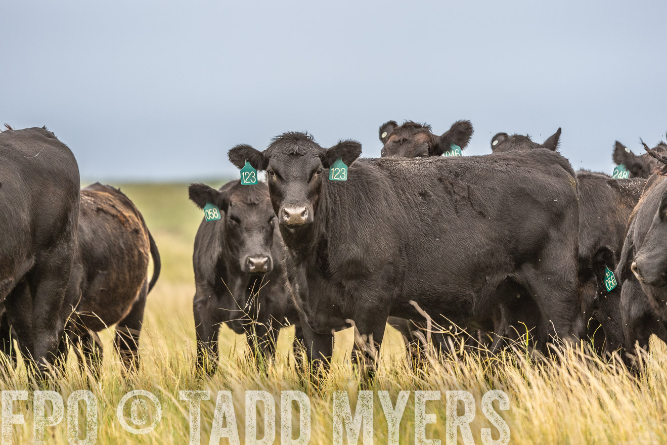 TMyers_PP_MilldaleRanch_Nebraska_June2024-524087