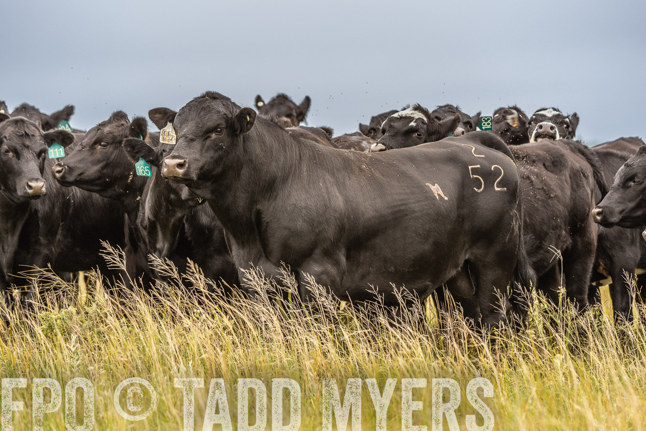 TMyers_PP_MilldaleRanch_Nebraska_June2024-524105