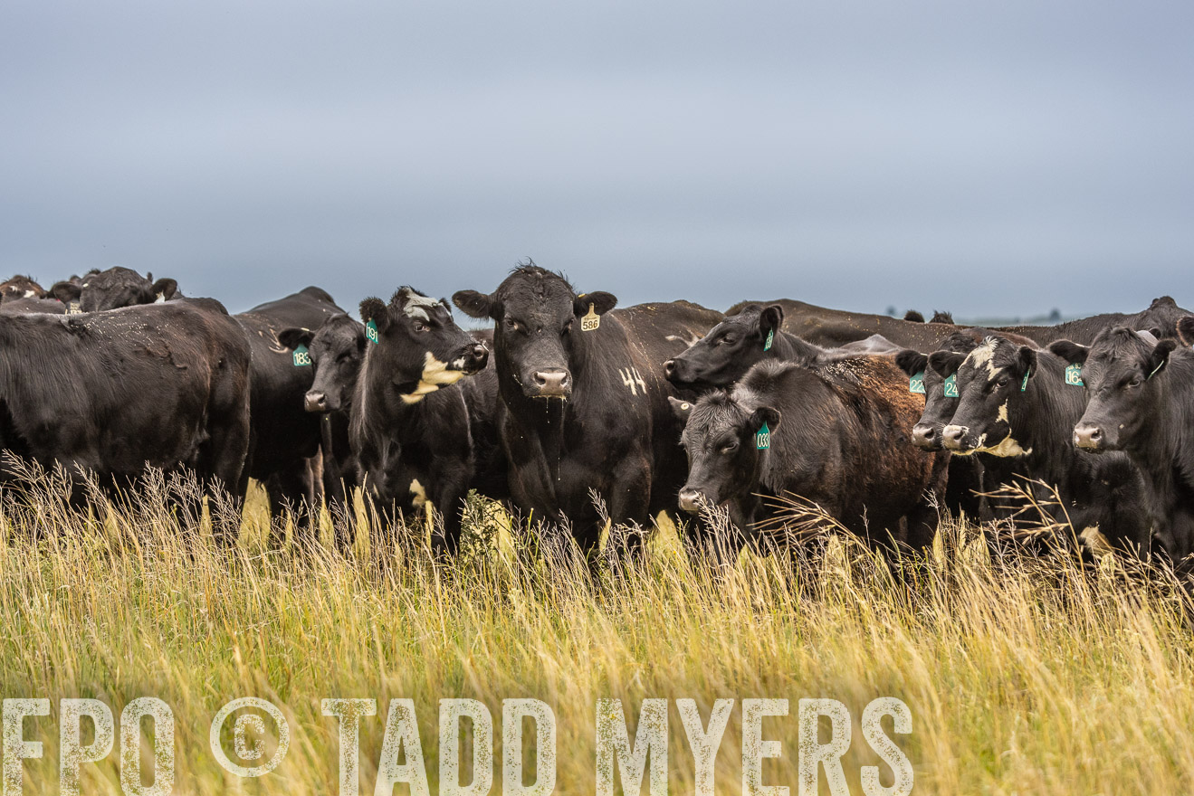 TMyers_PP_MilldaleRanch_Nebraska_June2024-524115