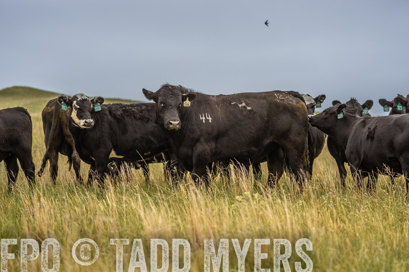 TMyers_PP_MilldaleRanch_Nebraska_June2024-524121