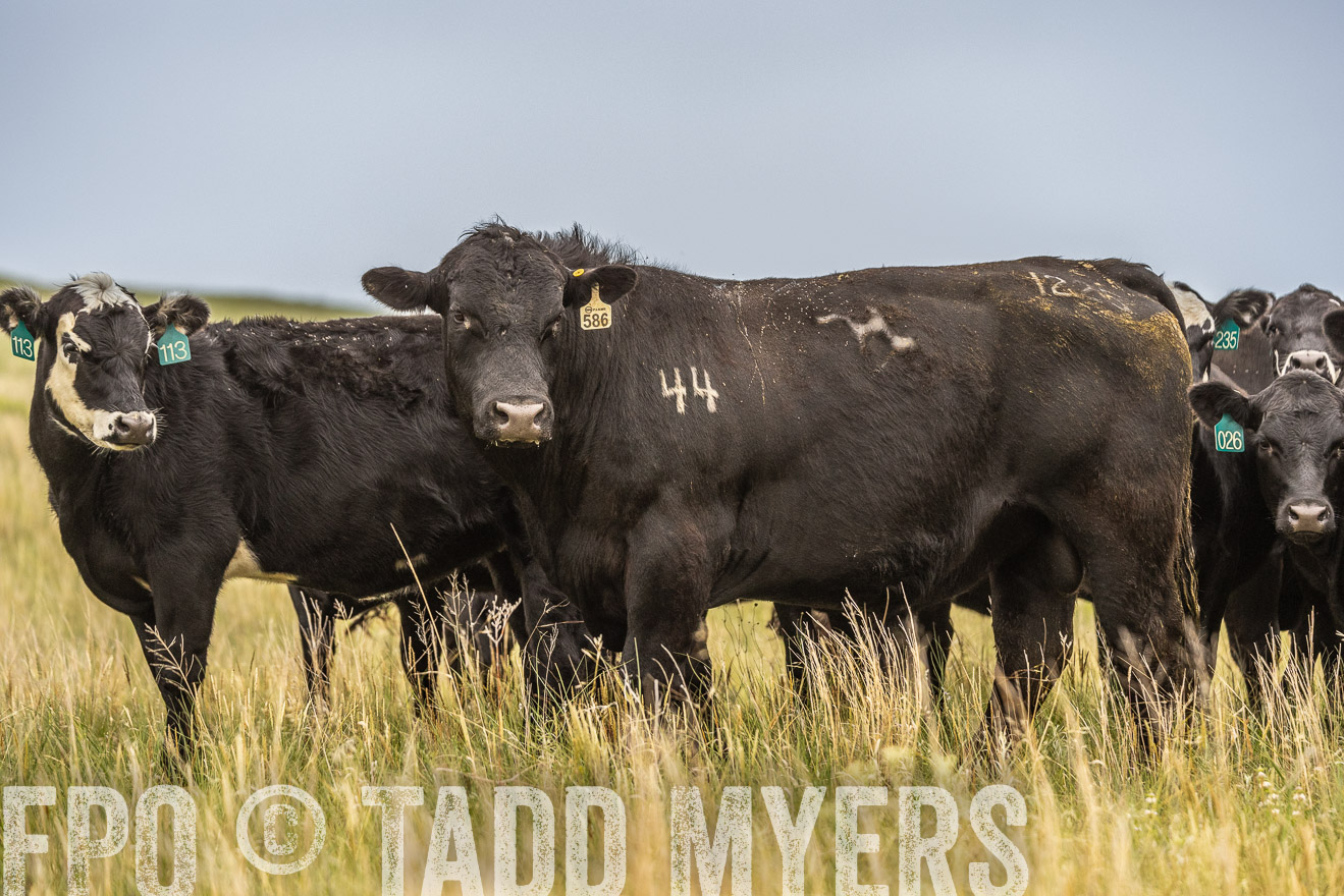 TMyers_PP_MilldaleRanch_Nebraska_June2024-524128