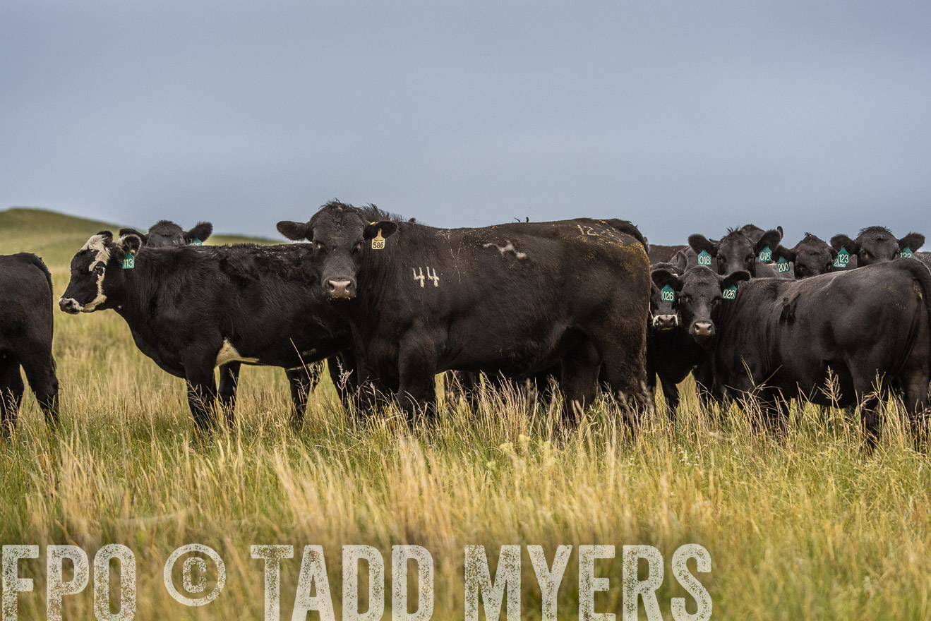 TMyers_PP_MilldaleRanch_Nebraska_June2024-524131