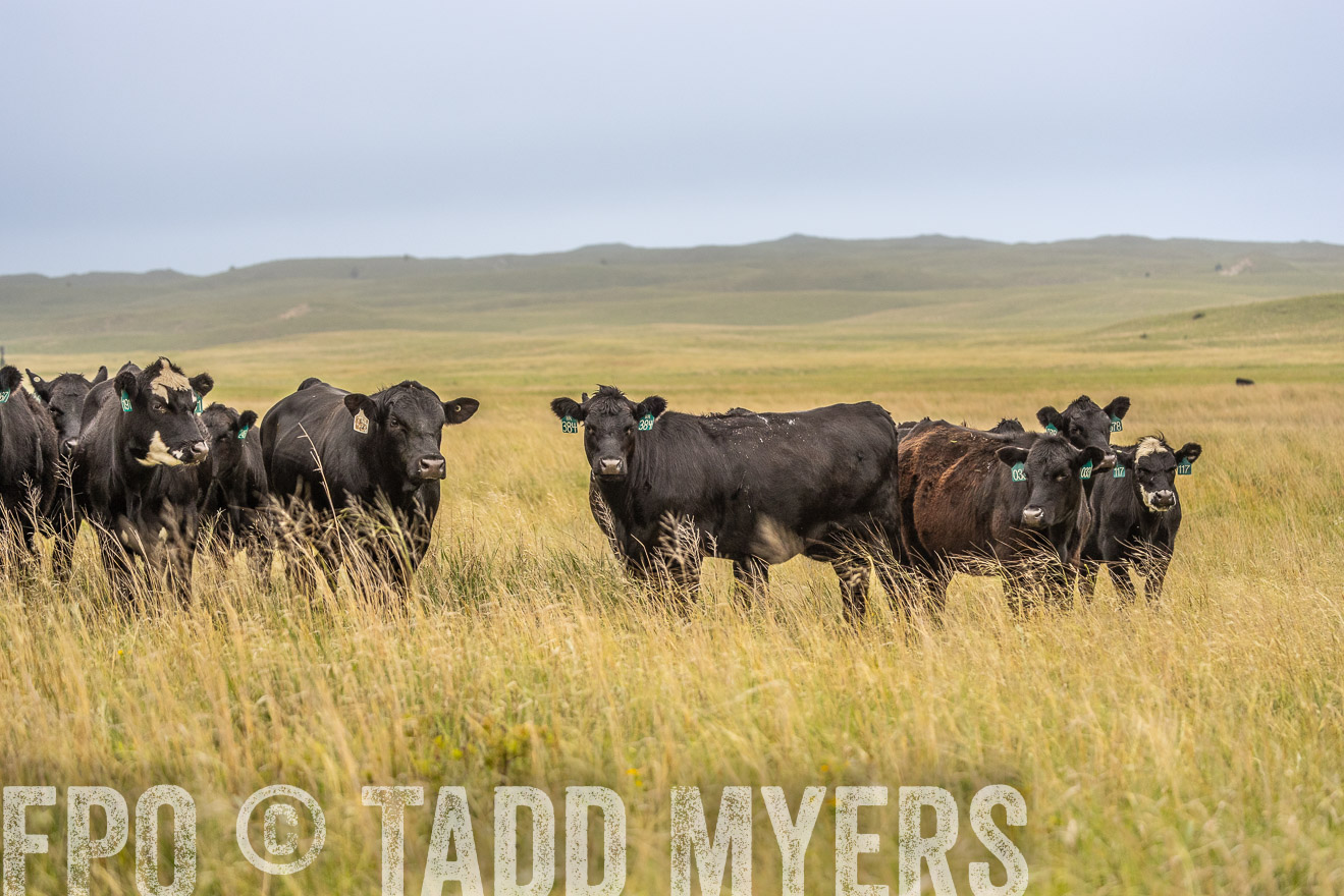 TMyers_PP_MilldaleRanch_Nebraska_June2024-524183
