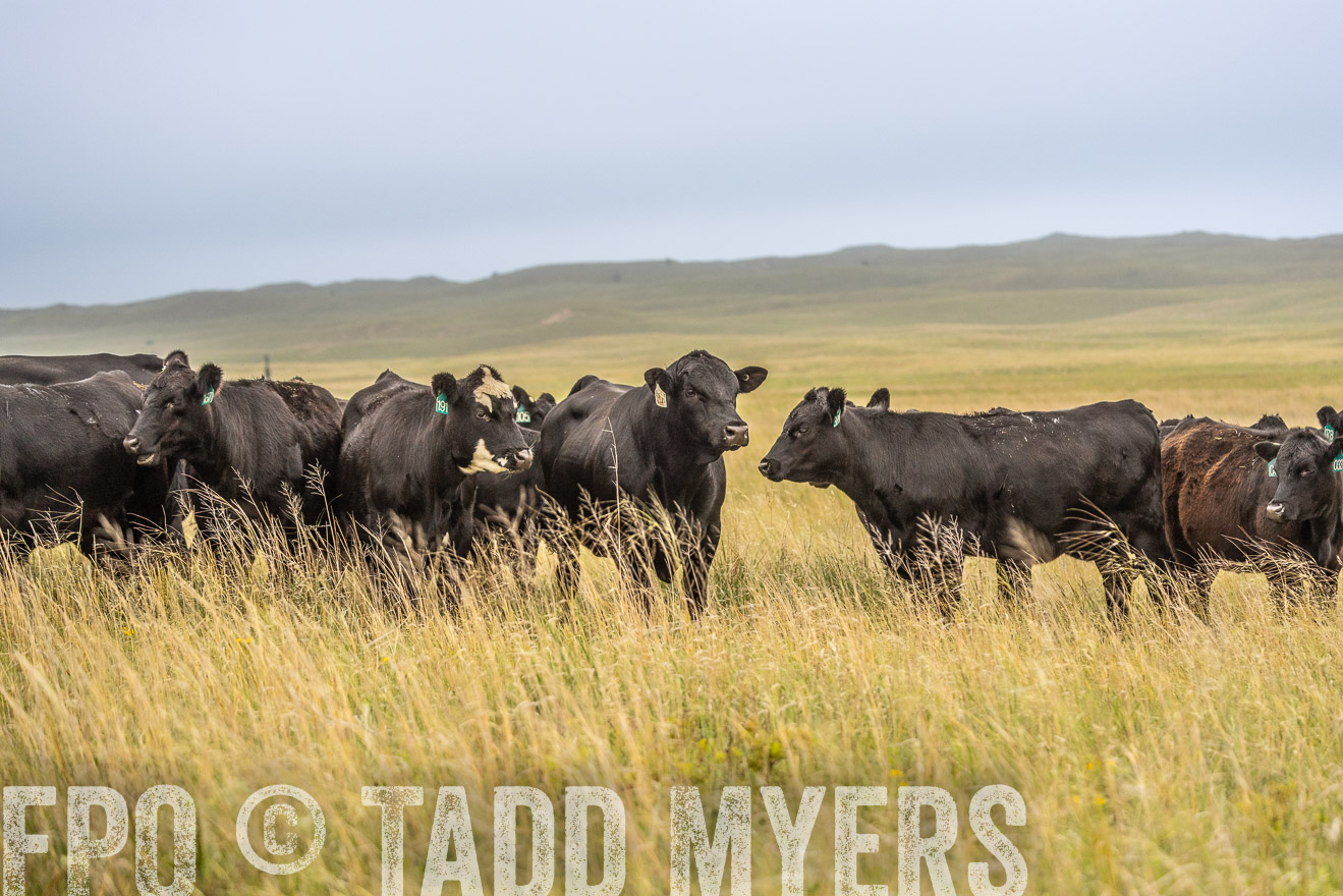 TMyers_PP_MilldaleRanch_Nebraska_June2024-524189