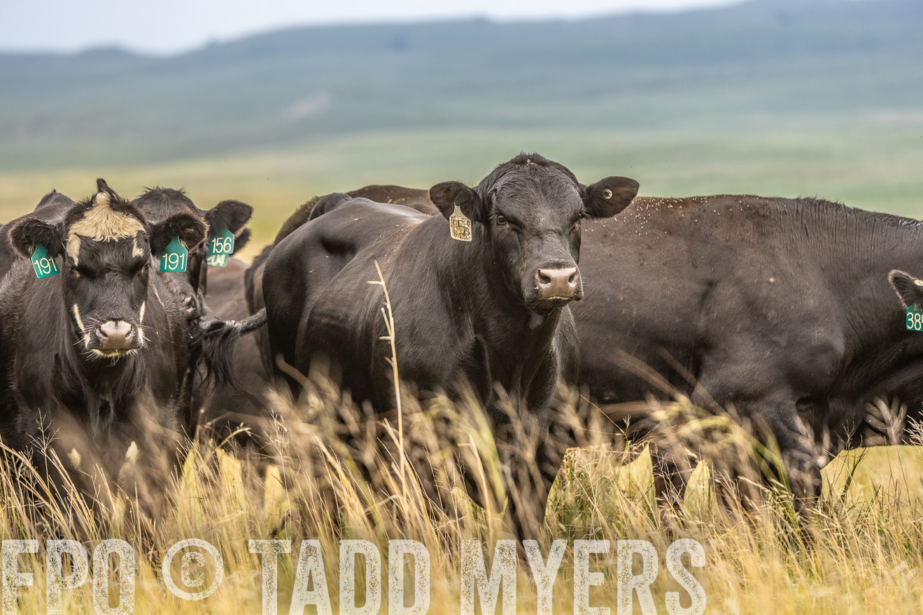 TMyers_PP_MilldaleRanch_Nebraska_June2024-524201