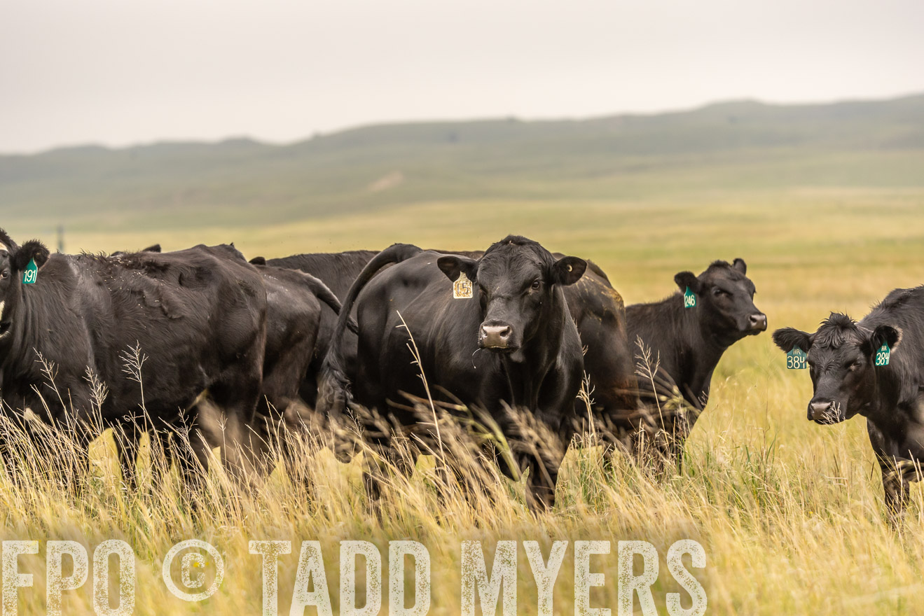 TMyers_PP_MilldaleRanch_Nebraska_June2024-524218