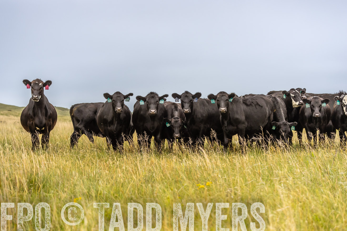 TMyers_PP_MilldaleRanch_Nebraska_June2024-524243