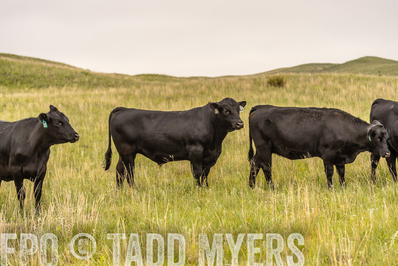 TMyers_PP_MilldaleRanch_Nebraska_June2024-524322