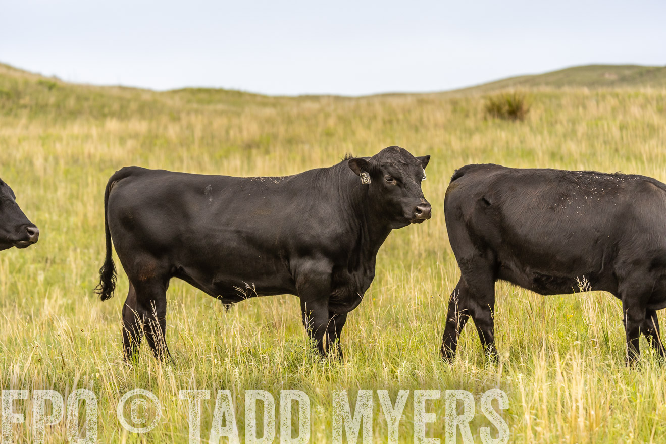 TMyers_PP_MilldaleRanch_Nebraska_June2024-524324