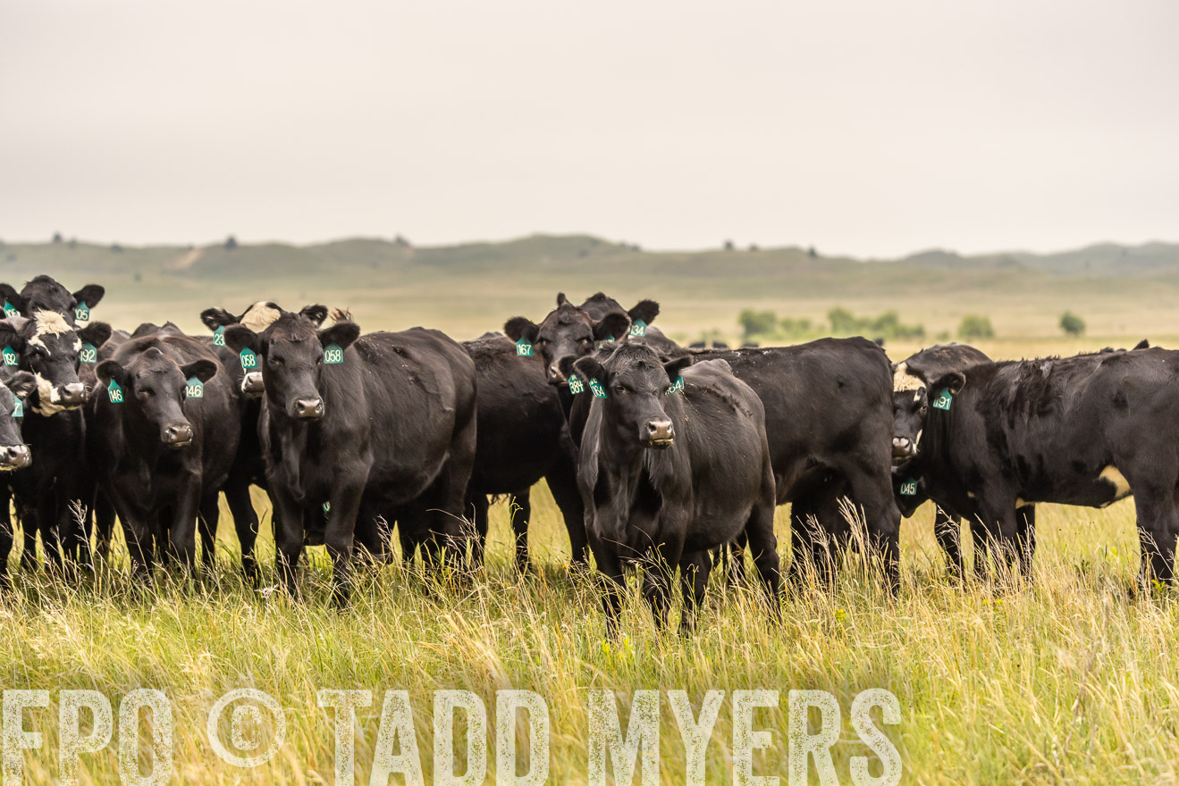 TMyers_PP_MilldaleRanch_Nebraska_June2024-524330