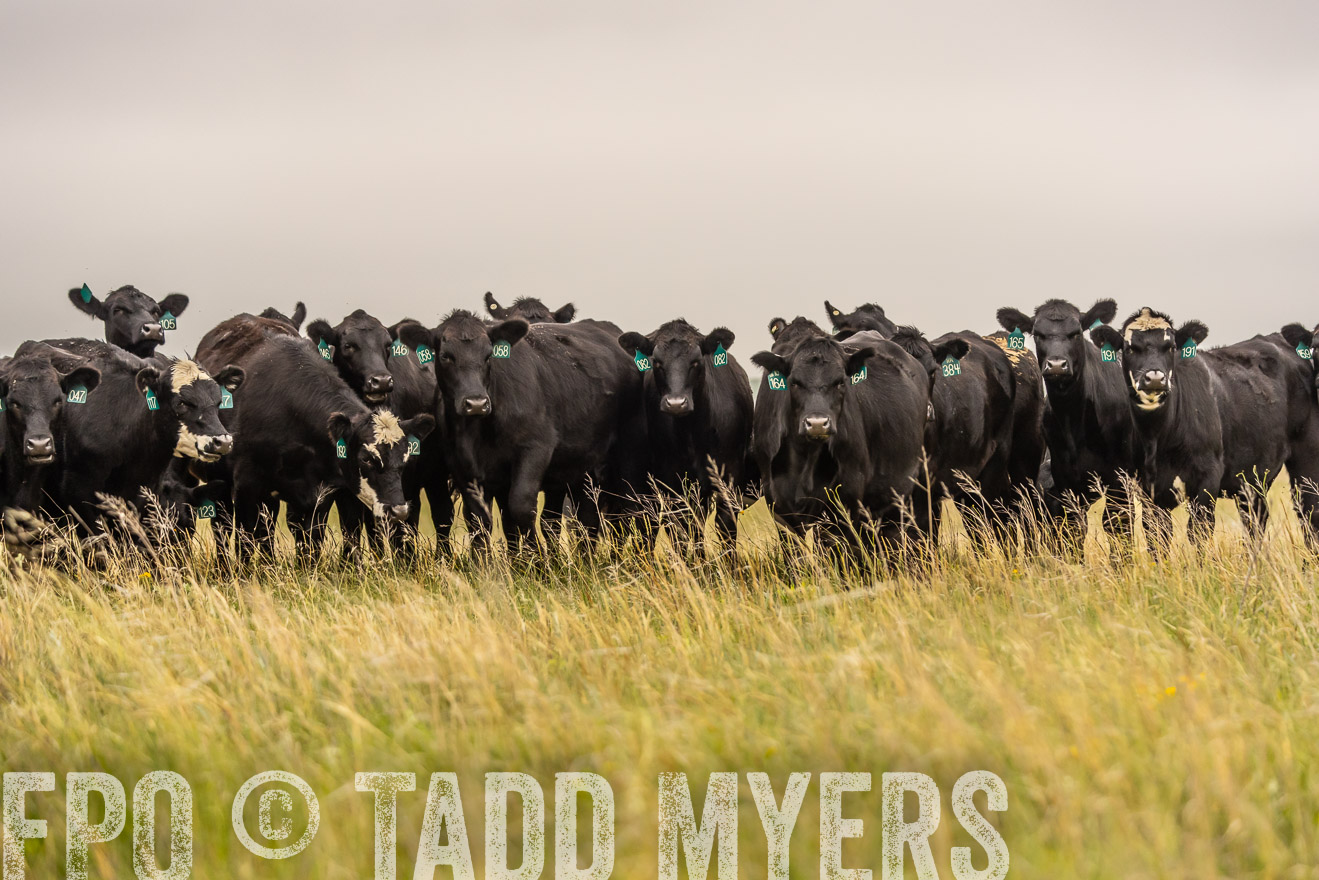 TMyers_PP_MilldaleRanch_Nebraska_June2024-524344