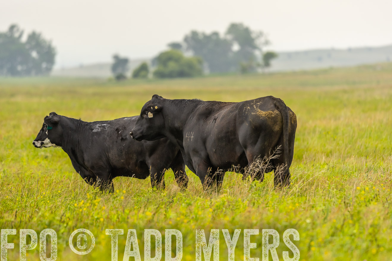 TMyers_PP_MilldaleRanch_Nebraska_June2024-524411