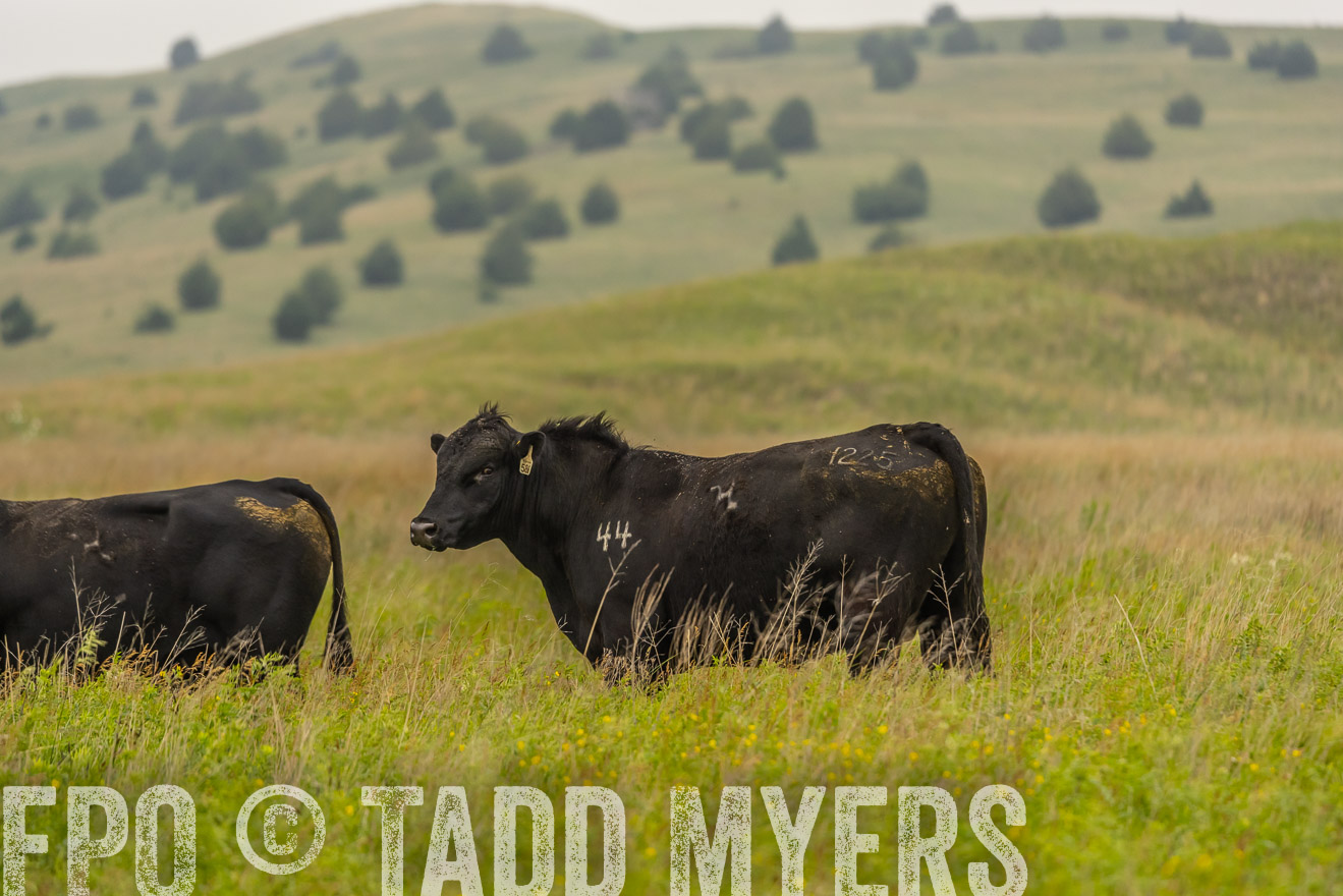 TMyers_PP_MilldaleRanch_Nebraska_June2024-524428