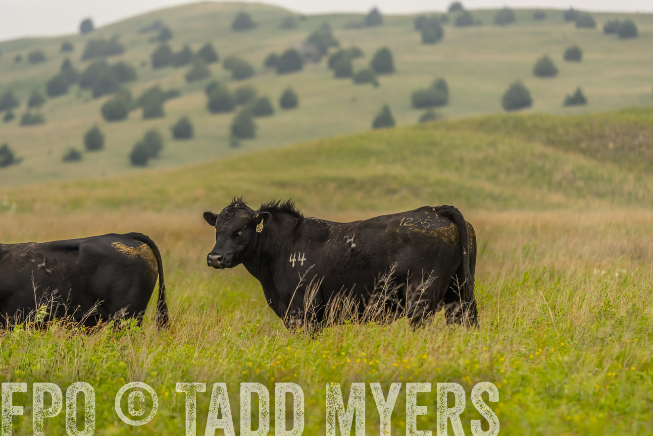 TMyers_PP_MilldaleRanch_Nebraska_June2024-524429