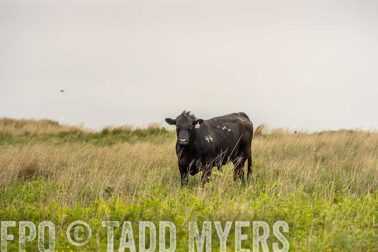TMyers_PP_MilldaleRanch_Nebraska_June2024-524454