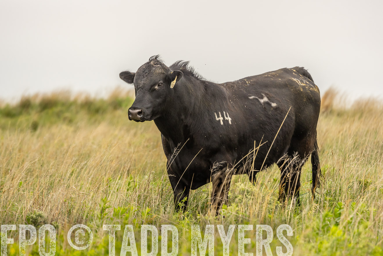 TMyers_PP_MilldaleRanch_Nebraska_June2024-524458