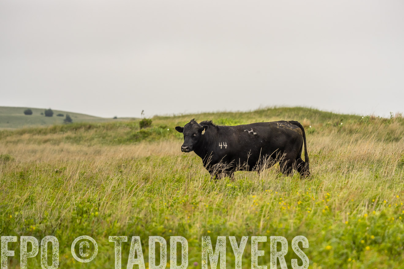TMyers_PP_MilldaleRanch_Nebraska_June2024-524482