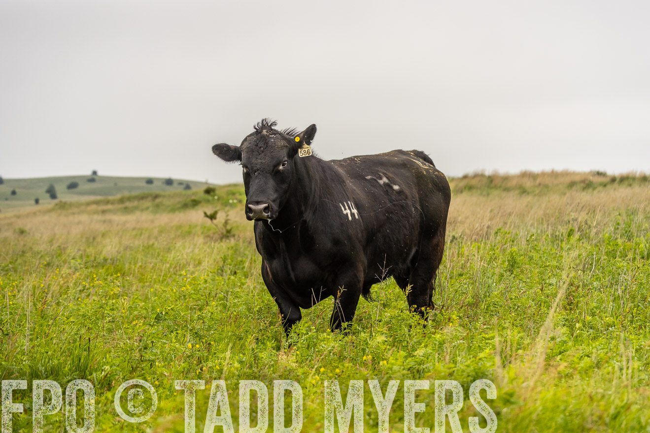 TMyers_PP_MilldaleRanch_Nebraska_June2024-524512