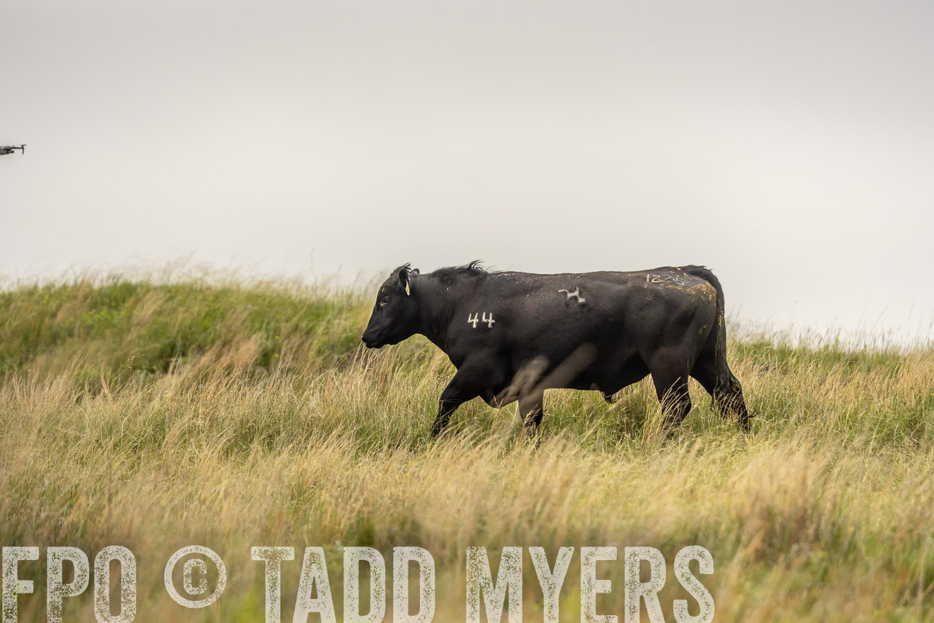 TMyers_PP_MilldaleRanch_Nebraska_June2024-524536