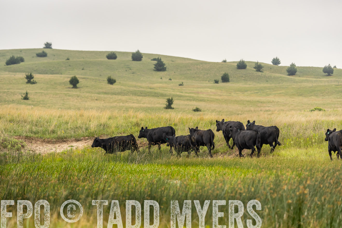 TMyers_PP_MilldaleRanch_Nebraska_June2024-524557