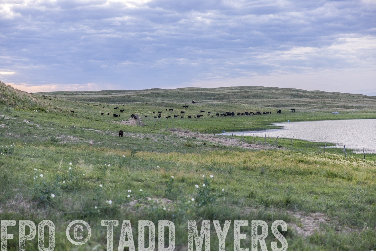 TMyers_PP_VintonRanch_Nebraska_June2024-517420