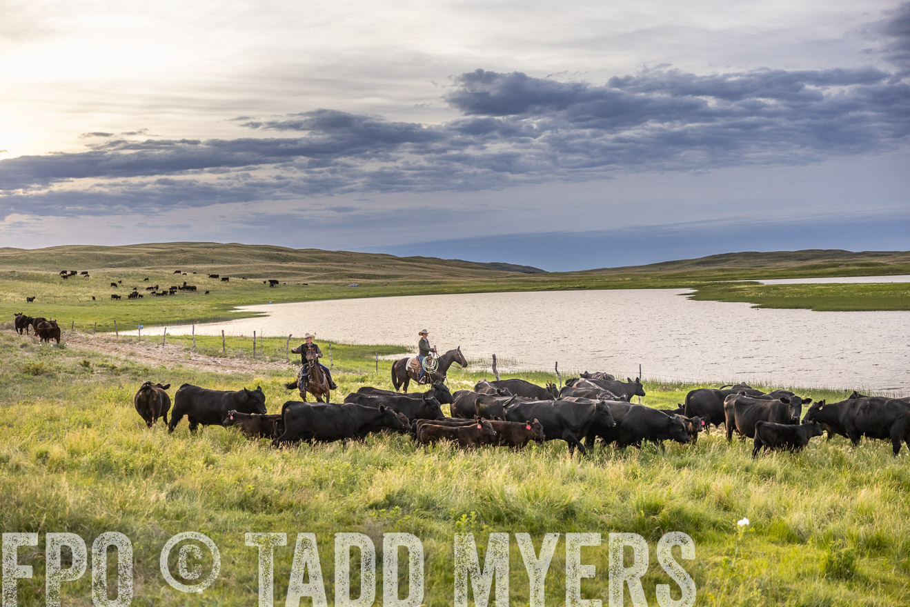 TMyers_PP_VintonRanch_Nebraska_June2024-517476