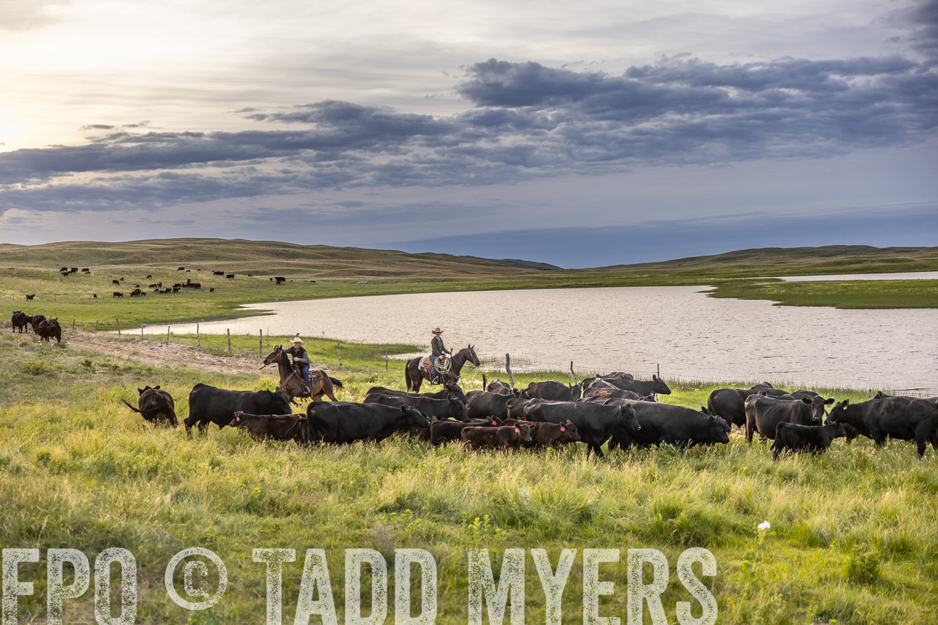 TMyers_PP_VintonRanch_Nebraska_June2024-517478