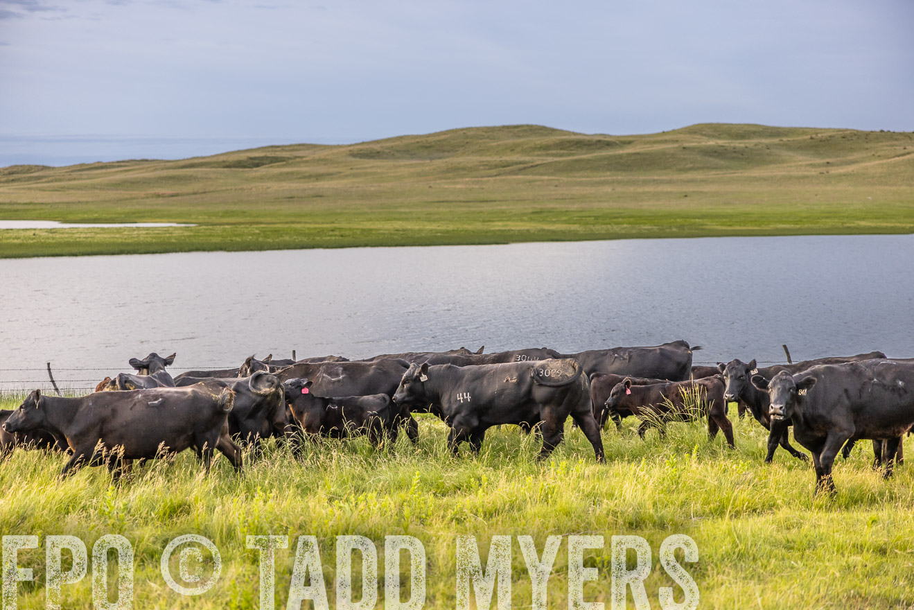 TMyers_PP_VintonRanch_Nebraska_June2024-517500