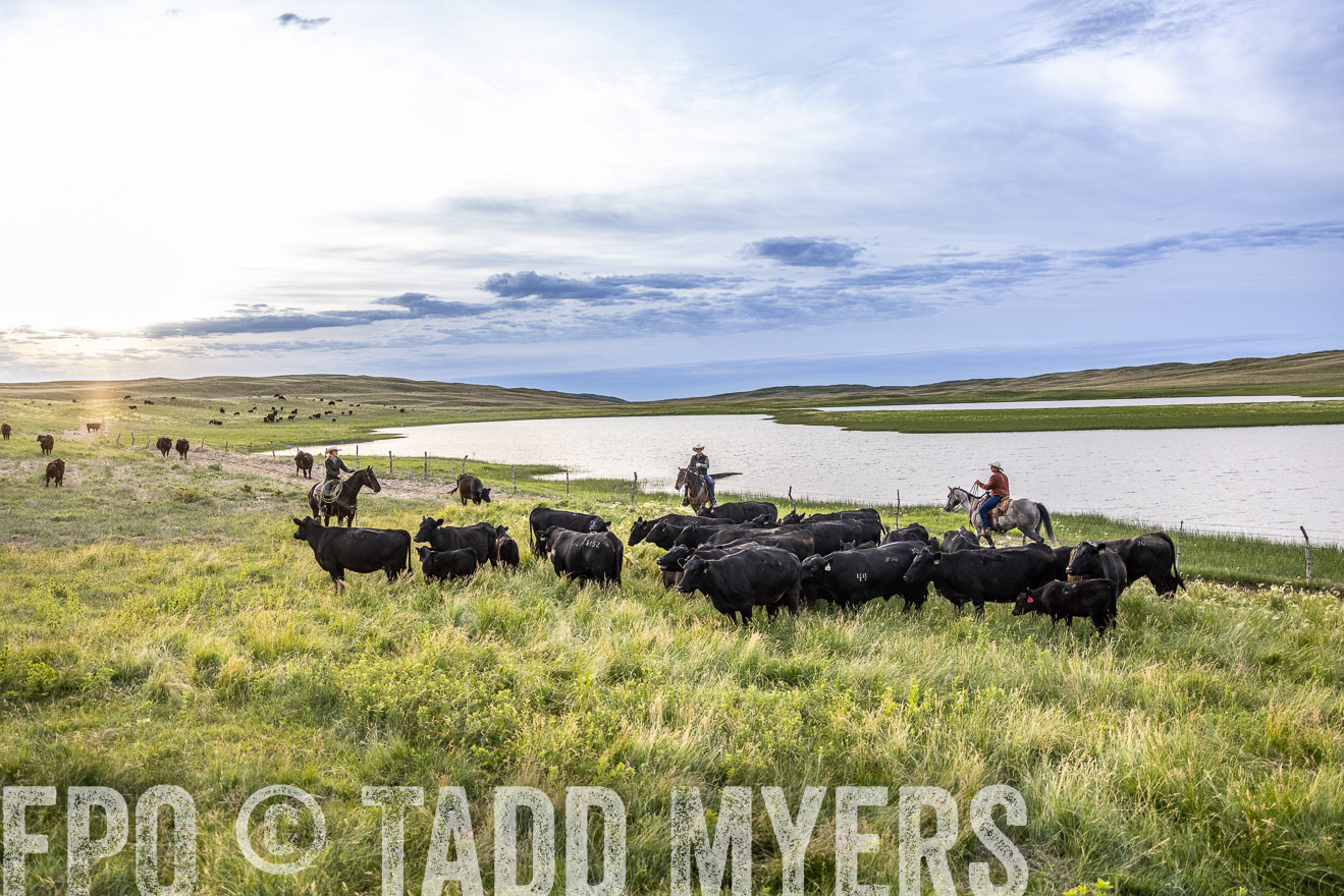 TMyers_PP_VintonRanch_Nebraska_June2024-517552