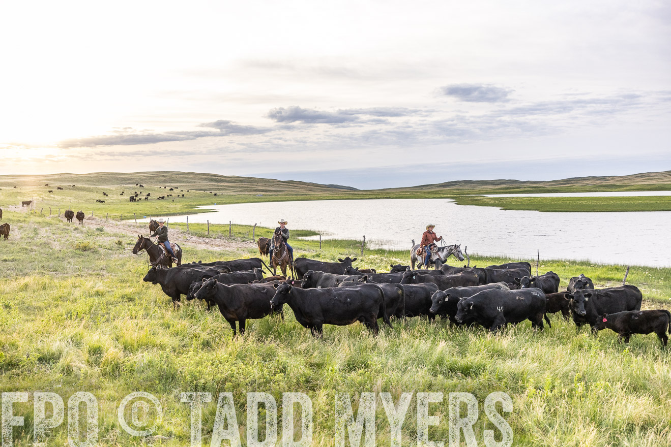 TMyers_PP_VintonRanch_Nebraska_June2024-517561
