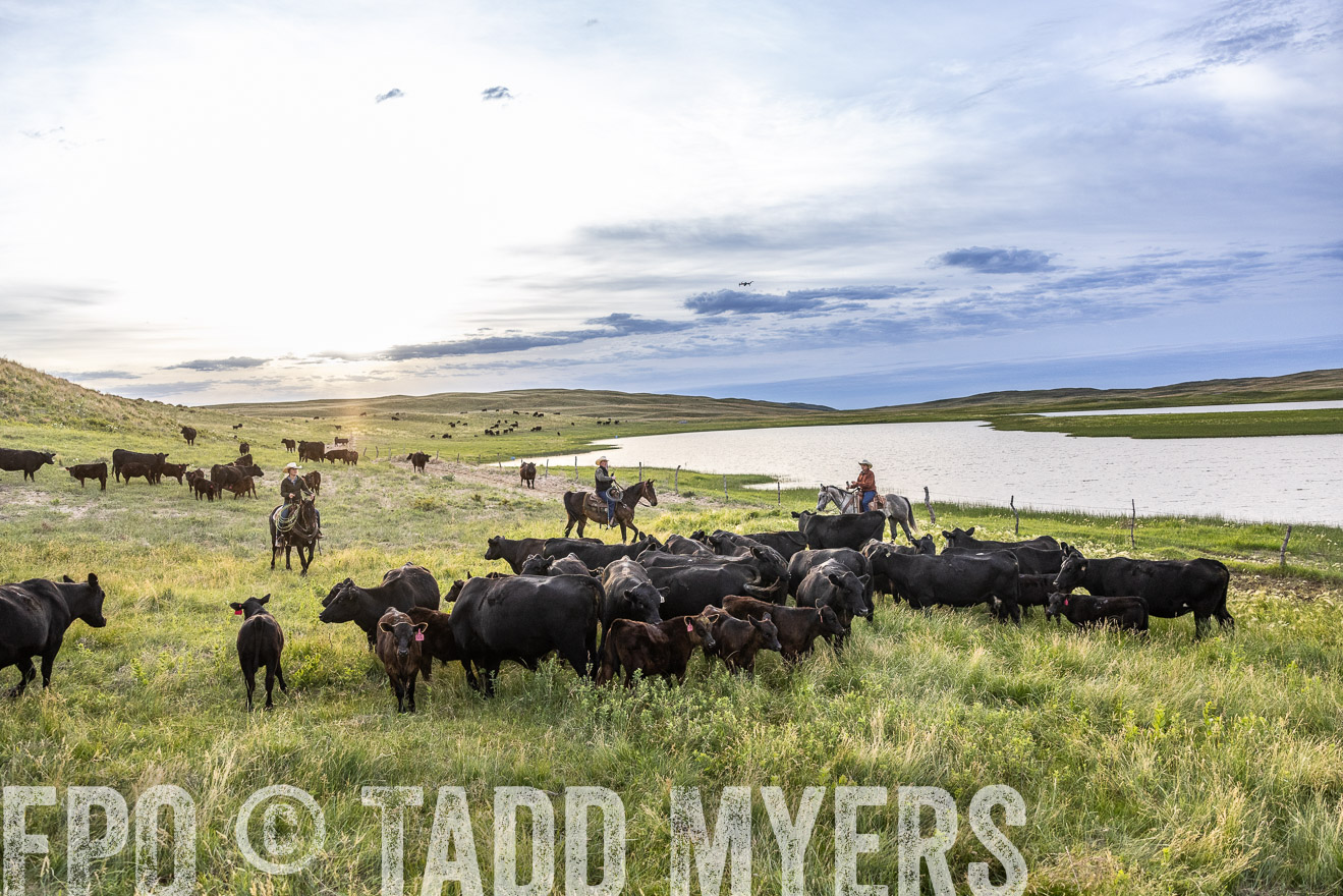 TMyers_PP_VintonRanch_Nebraska_June2024-517593