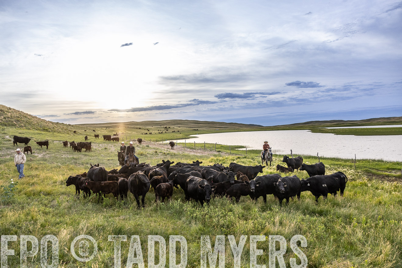 TMyers_PP_VintonRanch_Nebraska_June2024-517620