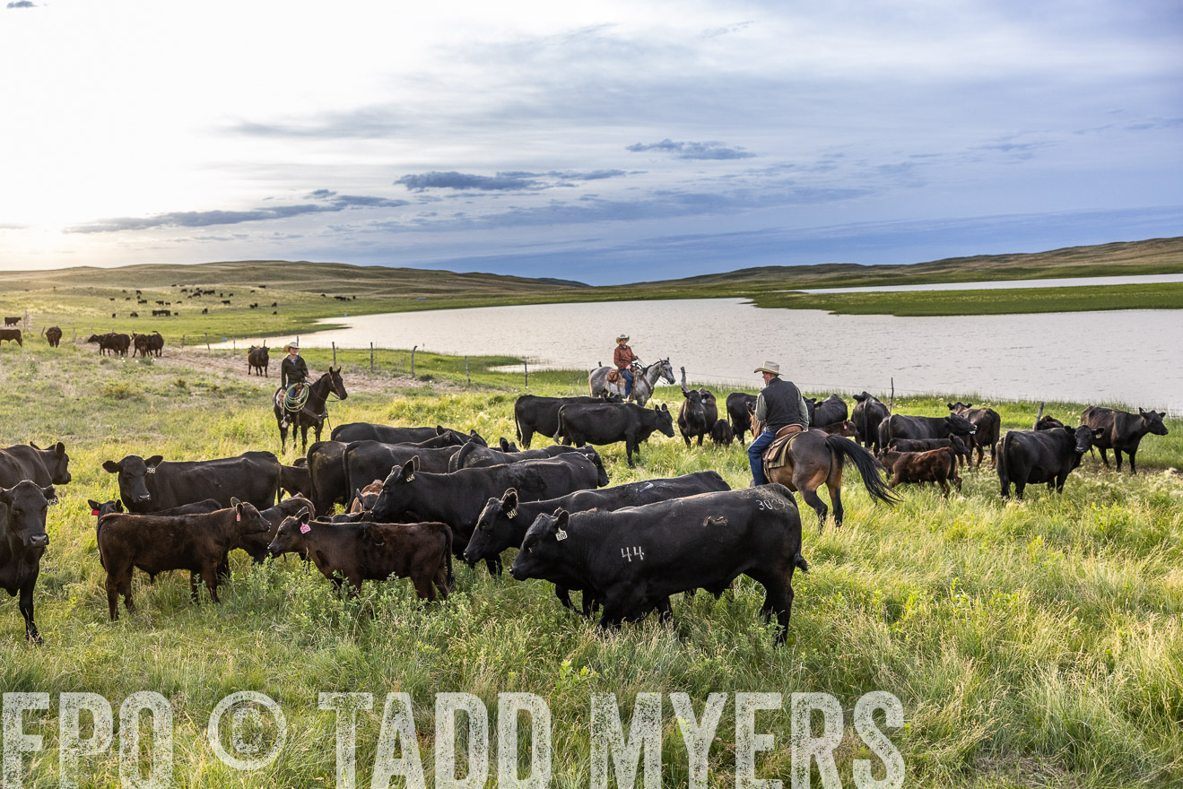 TMyers_PP_VintonRanch_Nebraska_June2024-517647