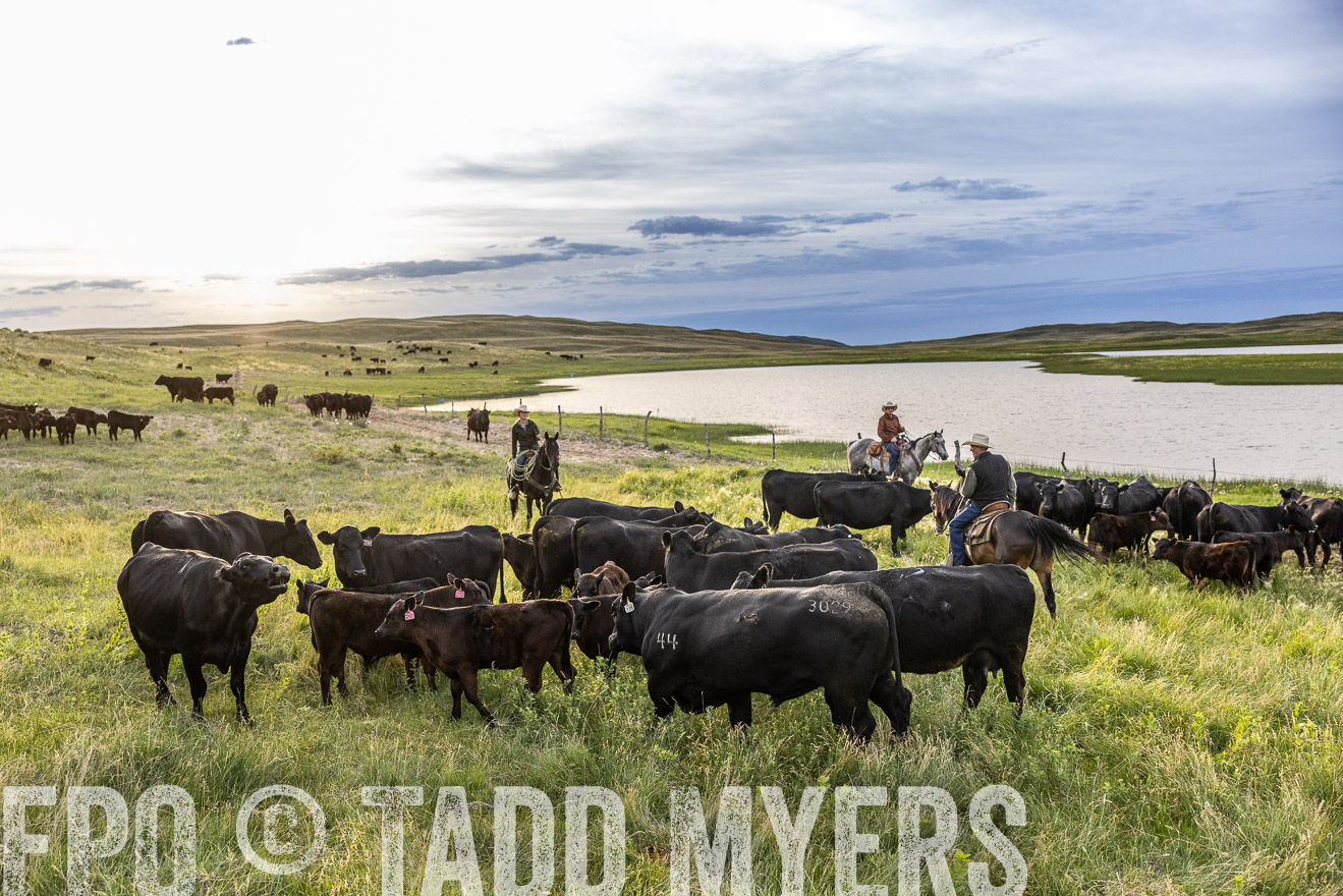 TMyers_PP_VintonRanch_Nebraska_June2024-517651