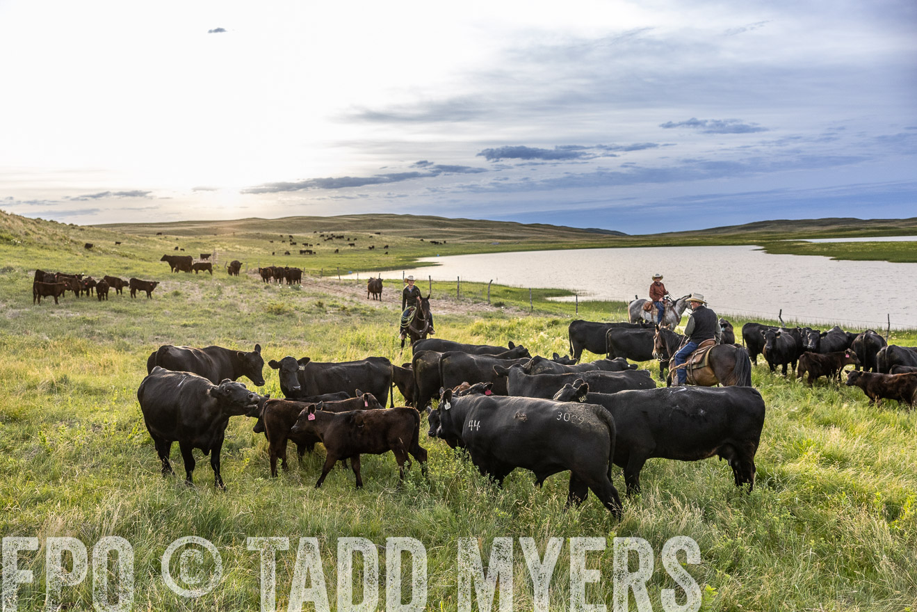 TMyers_PP_VintonRanch_Nebraska_June2024-517654
