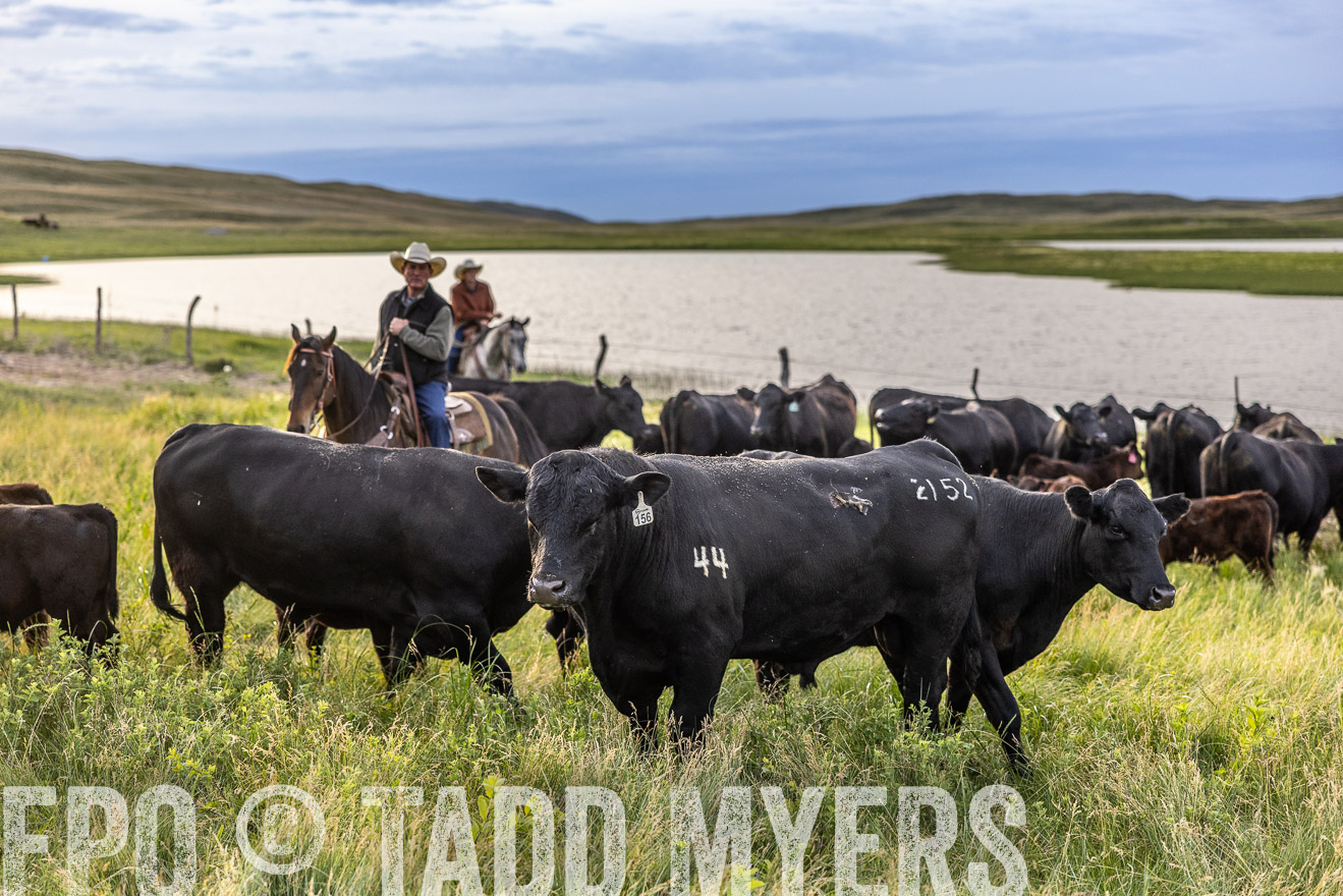 TMyers_PP_VintonRanch_Nebraska_June2024-517686