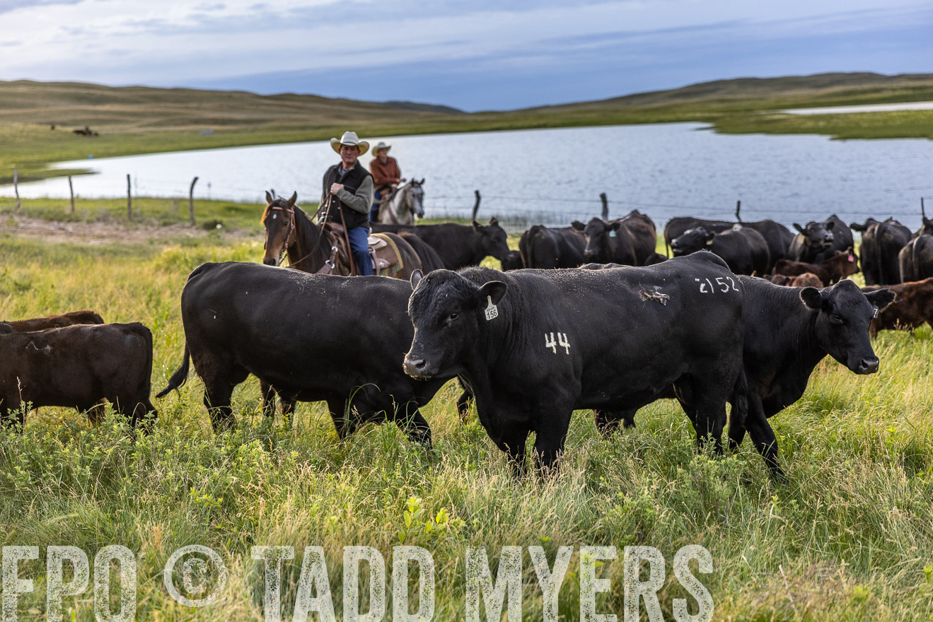 TMyers_PP_VintonRanch_Nebraska_June2024-517687
