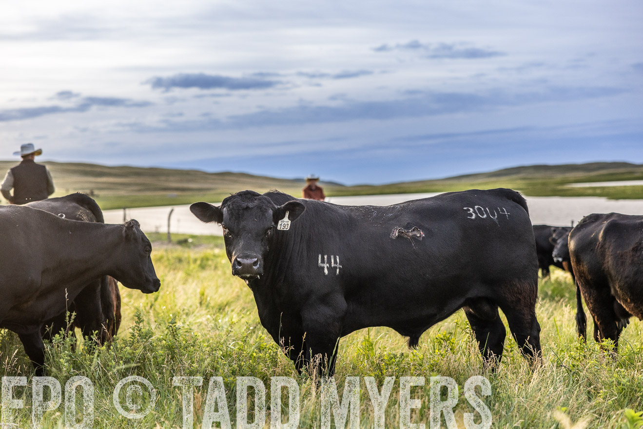TMyers_PP_VintonRanch_Nebraska_June2024-517702