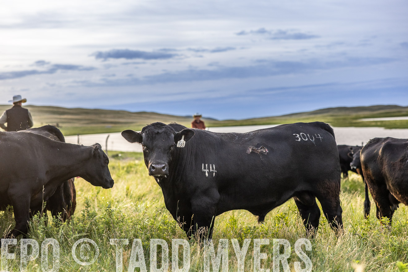 TMyers_PP_VintonRanch_Nebraska_June2024-517703