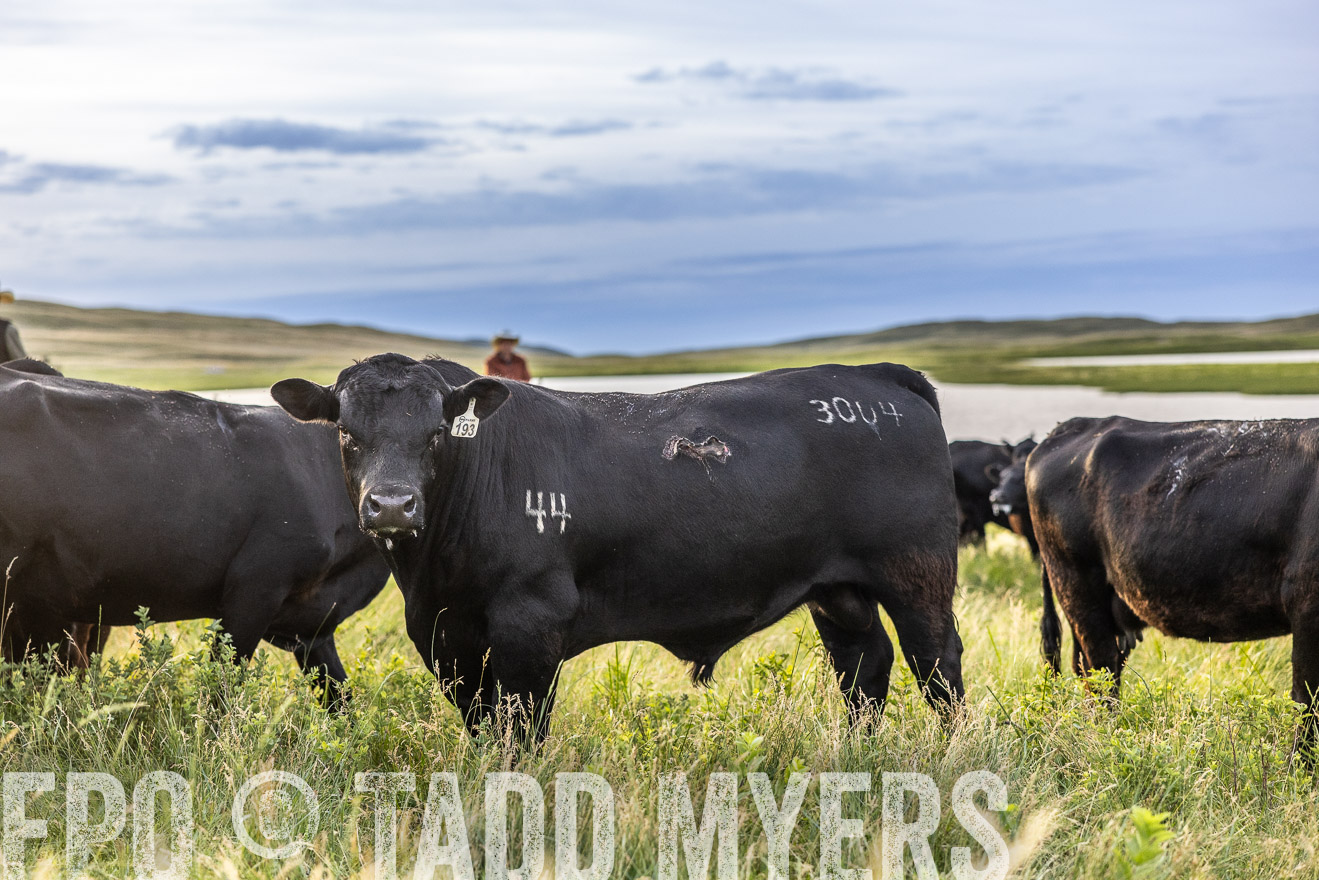 TMyers_PP_VintonRanch_Nebraska_June2024-517708