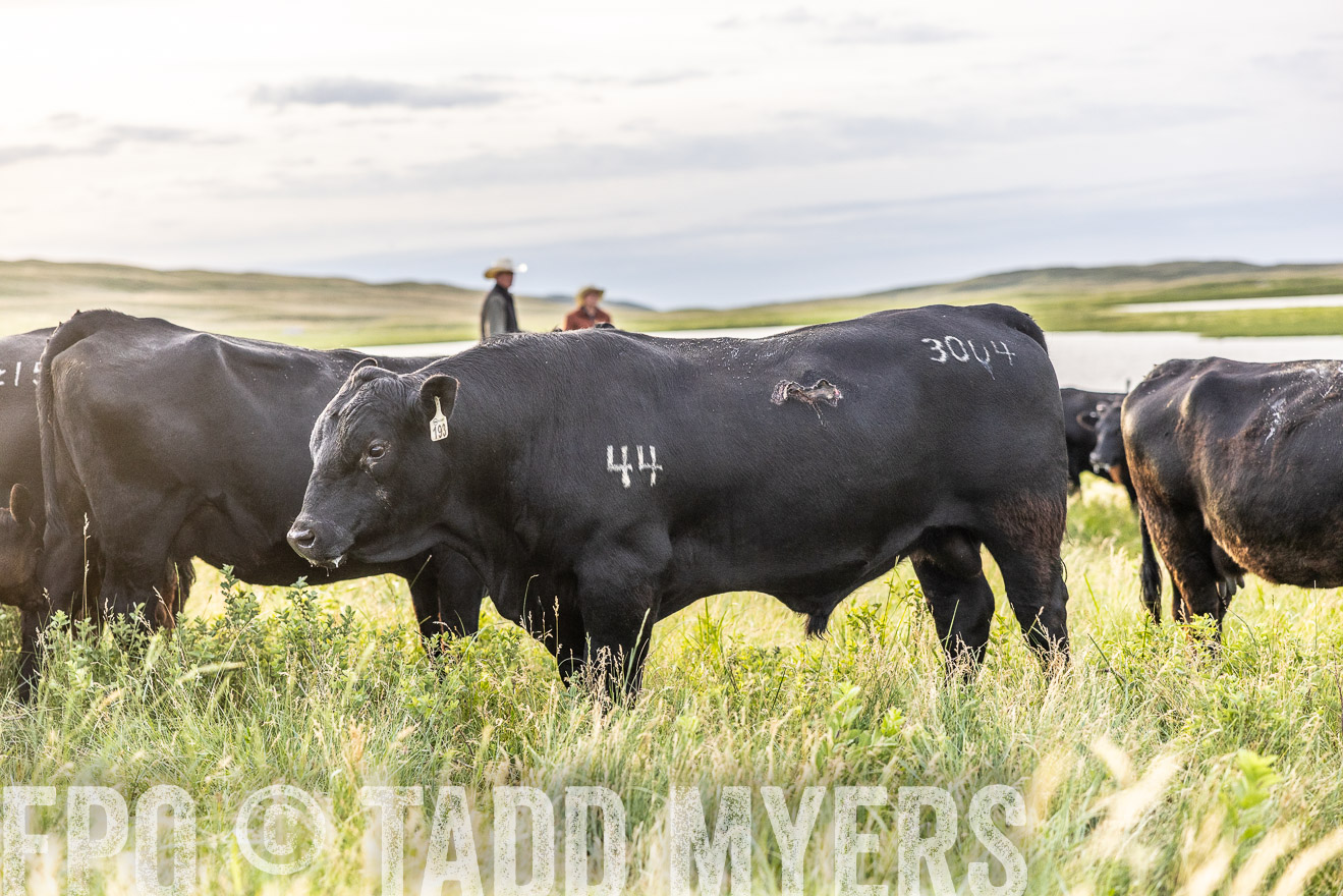 TMyers_PP_VintonRanch_Nebraska_June2024-517710