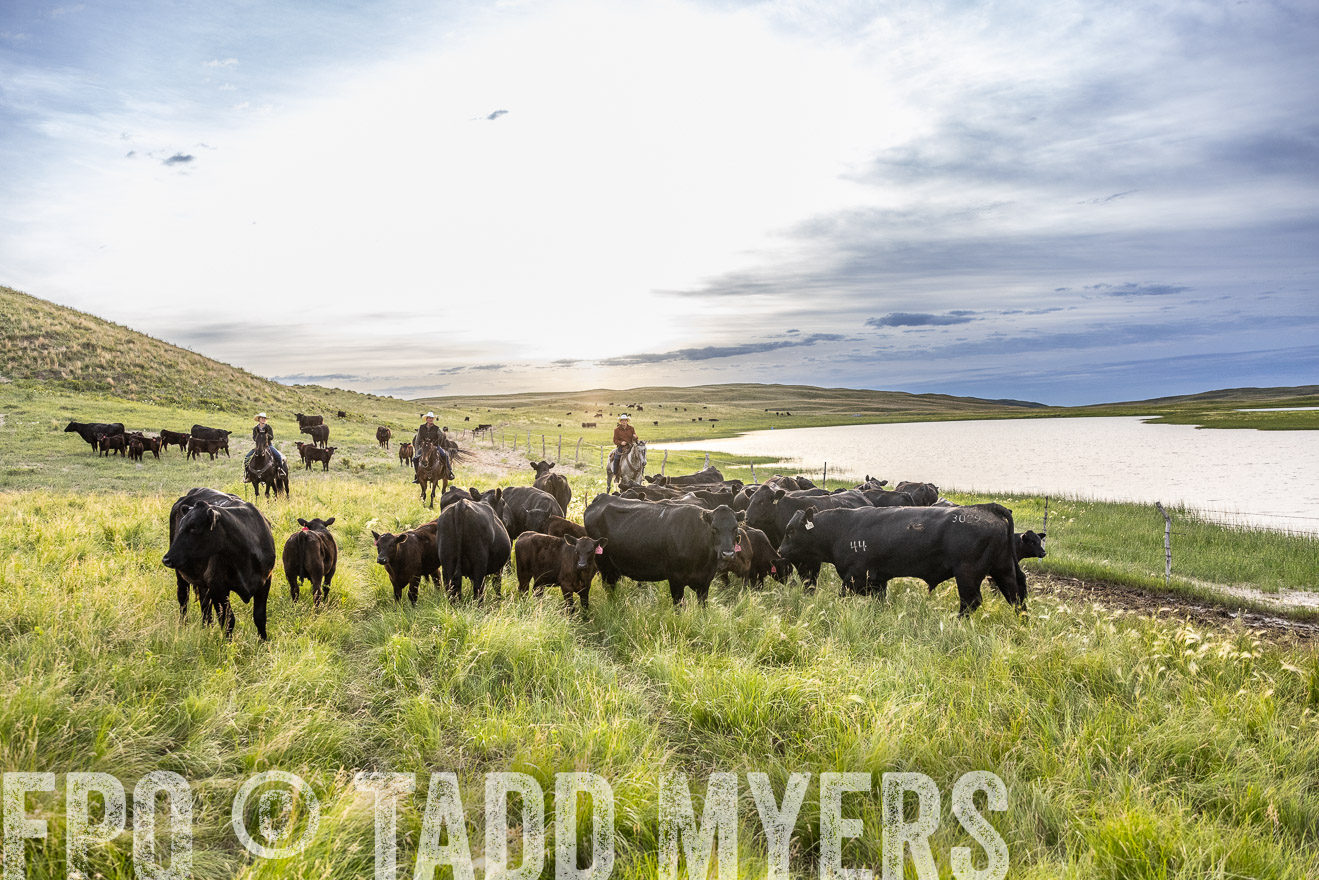 TMyers_PP_VintonRanch_Nebraska_June2024-517736