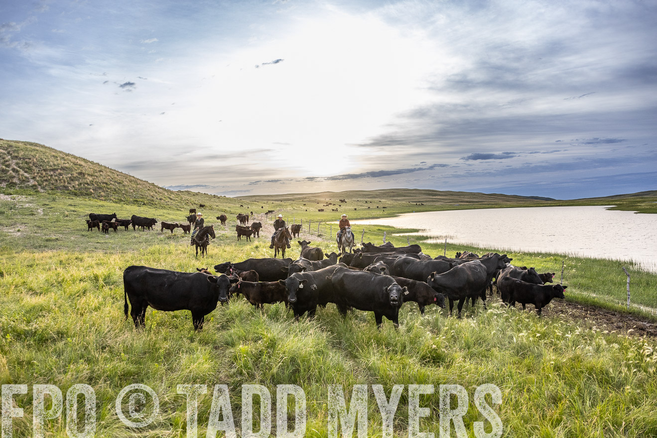 TMyers_PP_VintonRanch_Nebraska_June2024-517749