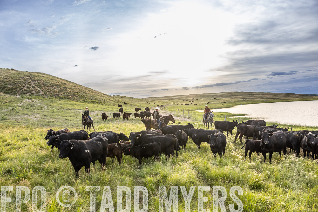 TMyers_PP_VintonRanch_Nebraska_June2024-517755