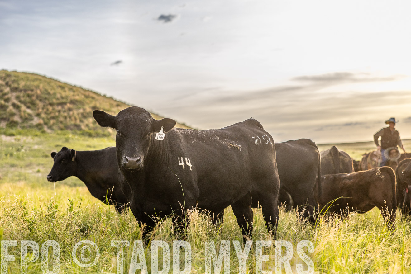 TMyers_PP_VintonRanch_Nebraska_June2024-517767