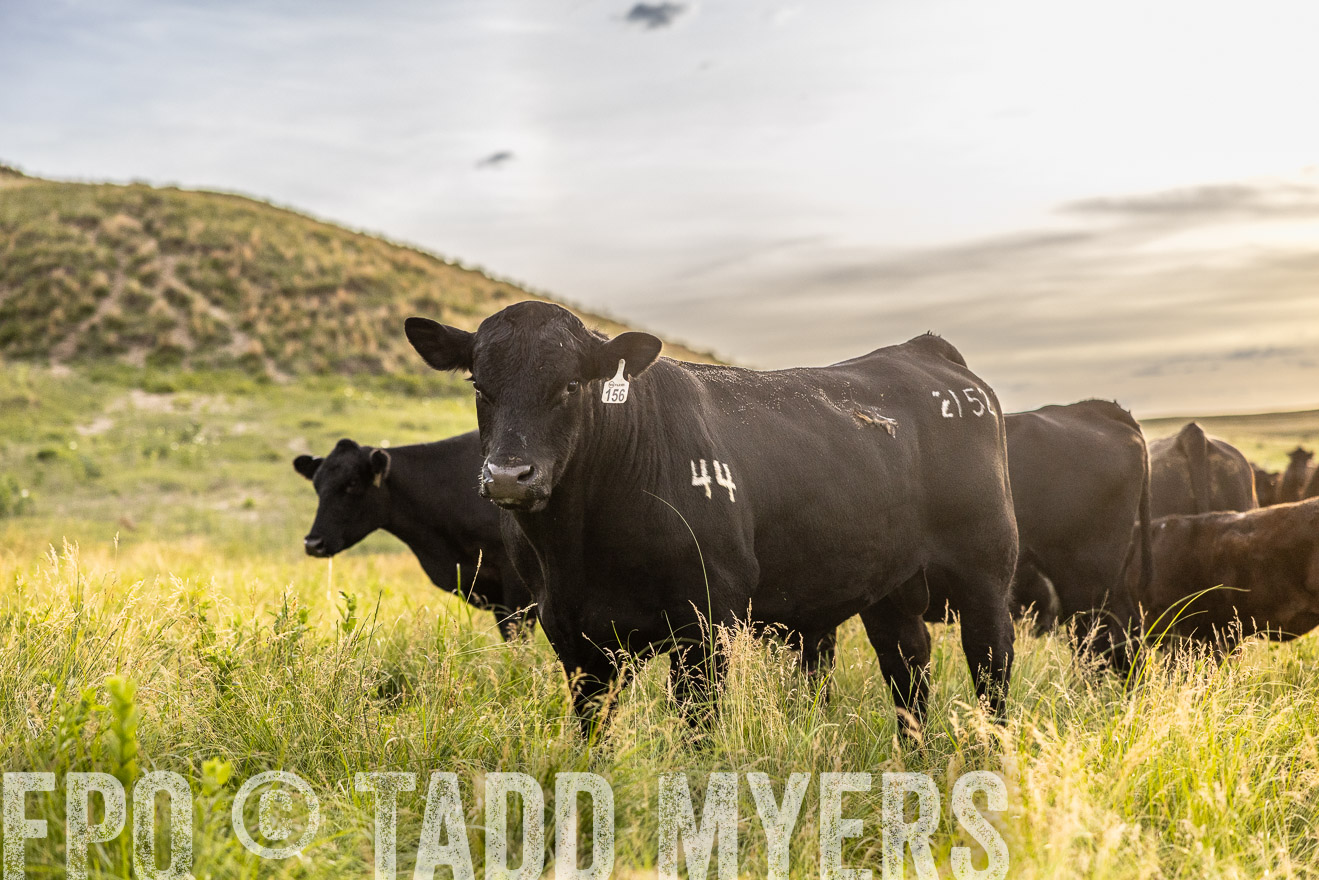 TMyers_PP_VintonRanch_Nebraska_June2024-517770