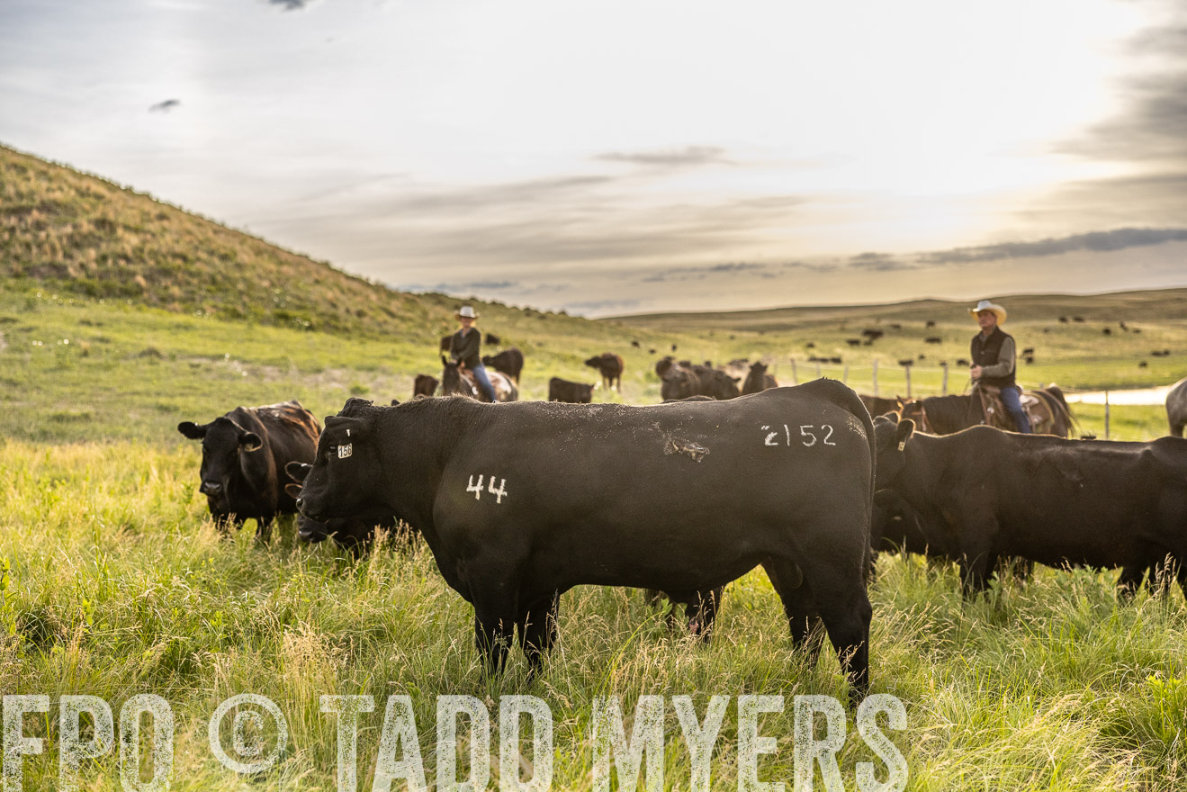 TMyers_PP_VintonRanch_Nebraska_June2024-517778
