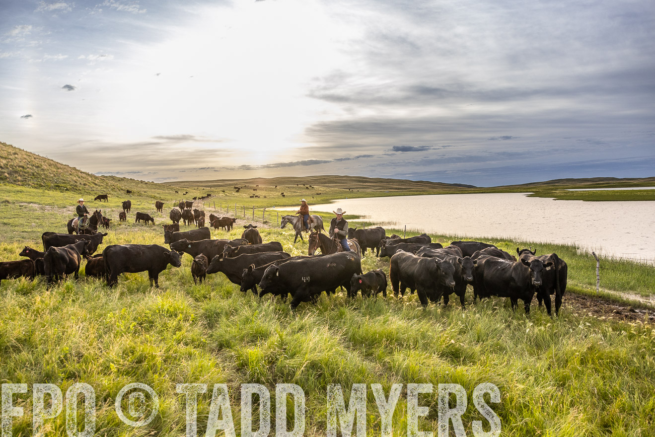 TMyers_PP_VintonRanch_Nebraska_June2024-517805