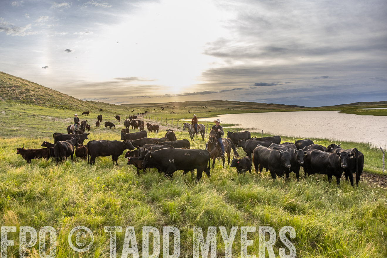 TMyers_PP_VintonRanch_Nebraska_June2024-517808